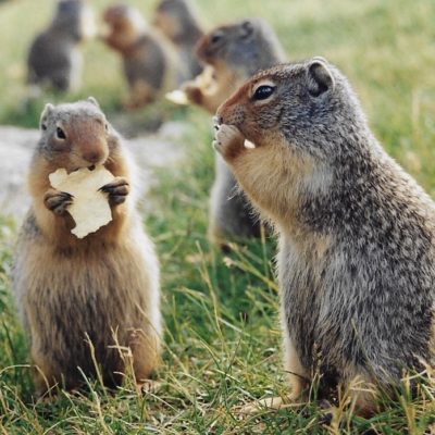Canadian Groundhogs