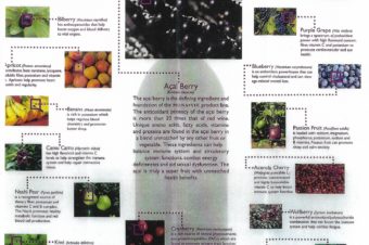 Most Powerful 19 Fruits in the World