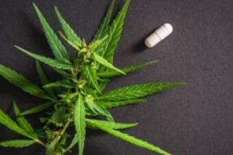 WHAT IS HEMP or KENAF ?