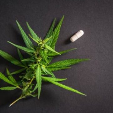 WHAT IS HEMP or KENAF ?