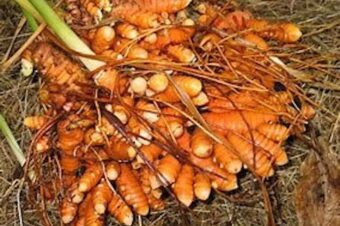 The  Gold of all Spices