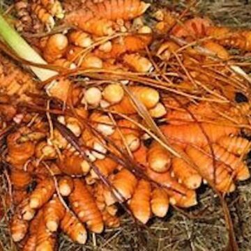 The  Gold of all Spices