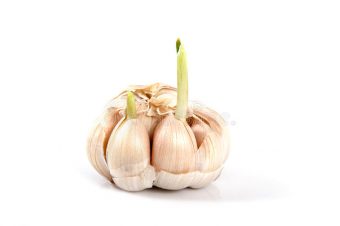 Garlic – Fascinating, Natural Miracle Cure!
