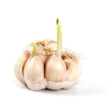 Garlic – Fascinating, Natural Miracle Cure!