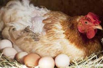 Myth and Misconception about Cholesterol