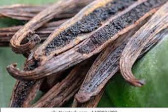 AN ORCHID FOR THE KITCHEN