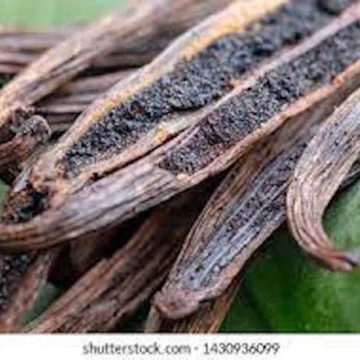 AN ORCHID FOR THE KITCHEN