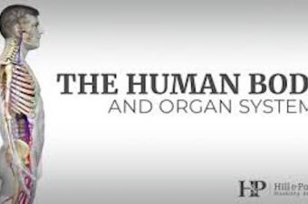 How much do these parts of our body weigh?