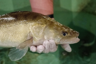 Pike-Perch Farming in Switzerland