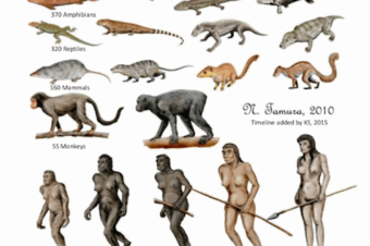 The first known Foods eaten by Humans